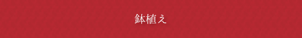 鉢植え