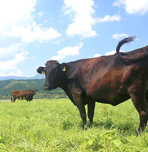 指定牧場で大切に育てた国産牛です。