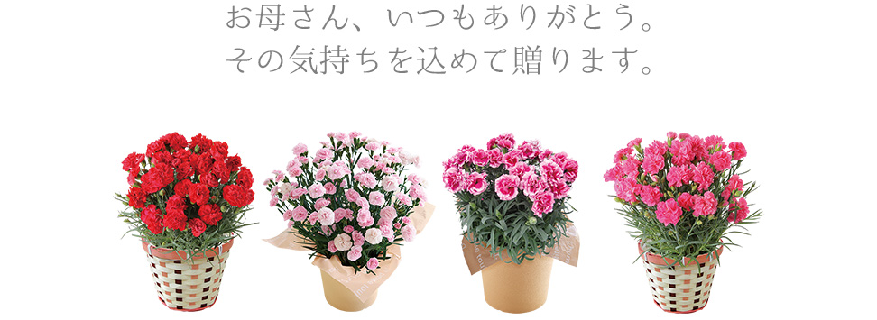 お母さん、いつもありがとう。その気持ちを込めて贈ります。