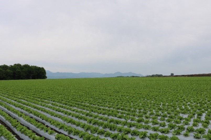 商品がお店に届くまで」 ～群馬県 昭和村 レタス編～ – ベイシア