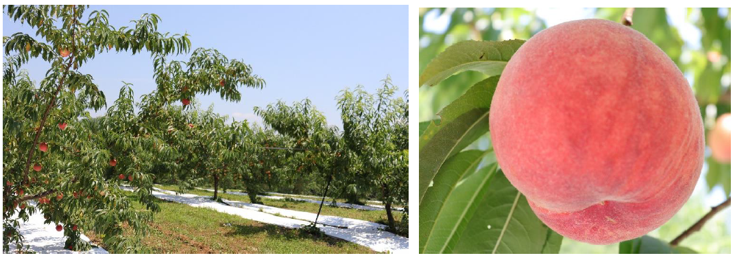 こだわりの生産者pick up！ ～驚くほど大きくて硬い桃「おどろき」を栽培する桃農家さん～ - ベイシア
