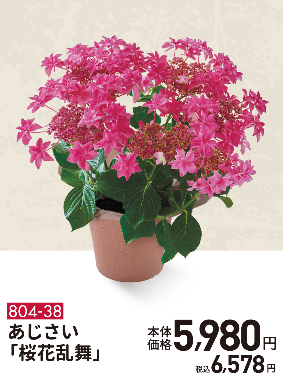 804-38 あじさい「桜花乱舞」