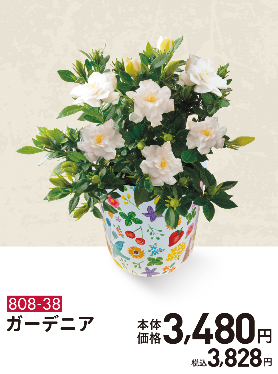 808-38 ガーデニア 