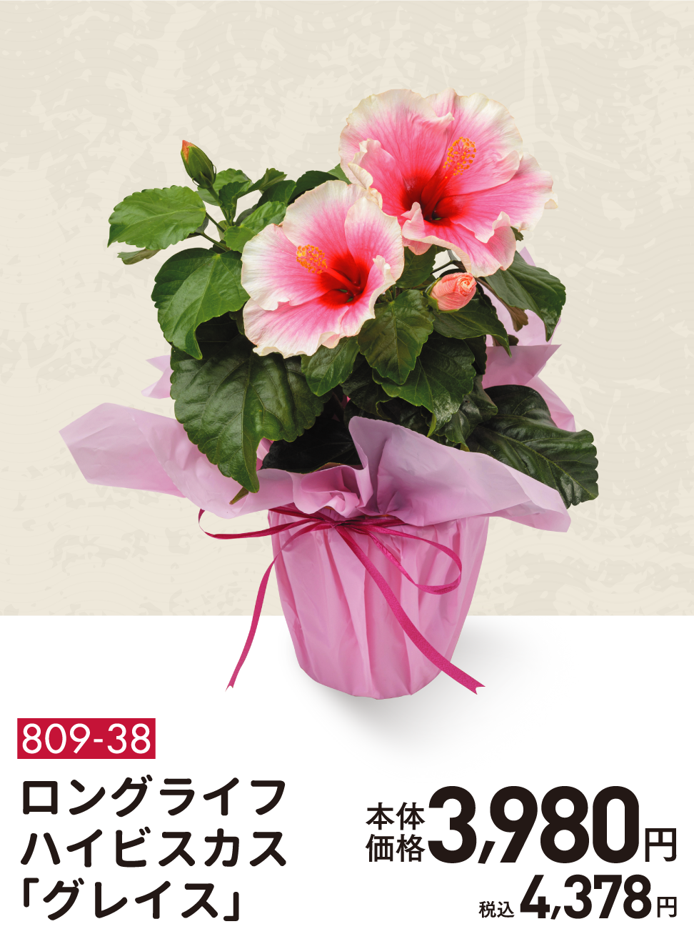 809-38 ロングライフハイビスカス「グレイス」