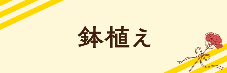 鉢植え